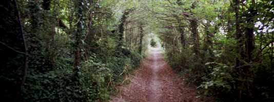 photo of North downs boarley warren