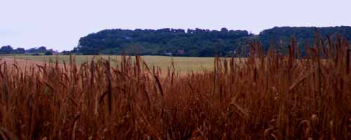 photo of North downs frogs rough