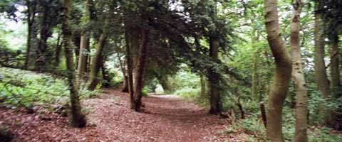 photo of North downs boxley wood