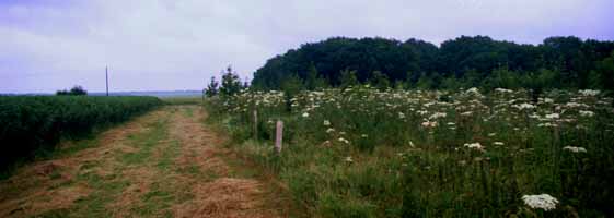 photo of North downs boxley wood