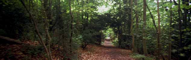 photo of North downs boxley wood